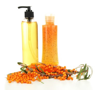 Çalı çırpı ve jöle ile kaplanmış deniz dikenli dal beyaz üzerine izole