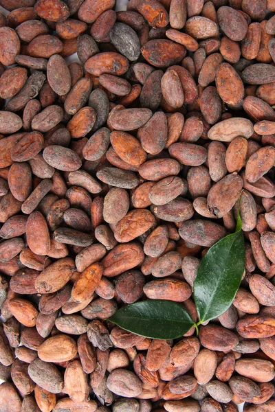 Какао-бобы с листьями, закрыть — стоковое фото
