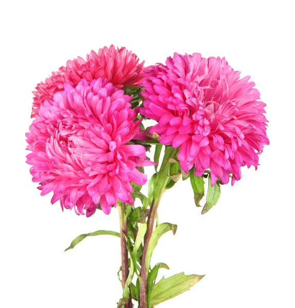 Heldere aster bloemen, geïsoleerd op wit — Stockfoto