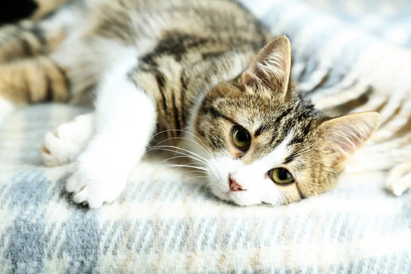 Cat on plaid close-up — Stock Photo, Image