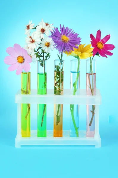 Flores en tubos de ensayo sobre fondo azul claro — Foto de Stock