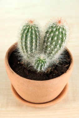 ahşap masa üzerinde saksının içinde güzel kaktüs