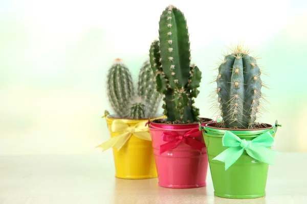 Collection of cactuses in bright pails on wooden table — Stock Photo, Image