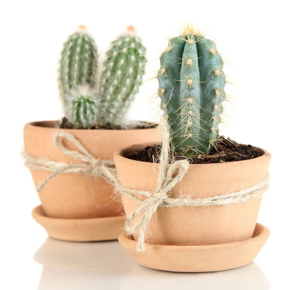 Beautiful cactuses in flowerpot, isolated on white — Stock Photo, Image