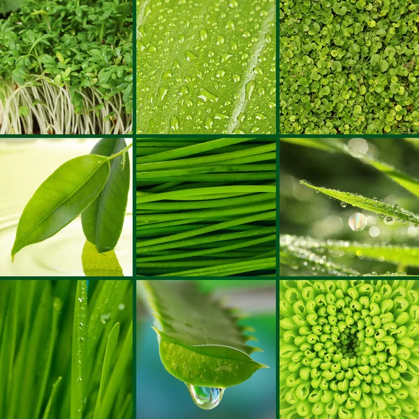 Collage of green grass and leaves. — Stock Photo, Image