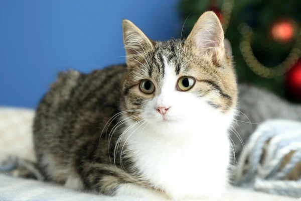 Cat on plaid on Christmas tree background — Stock Photo, Image