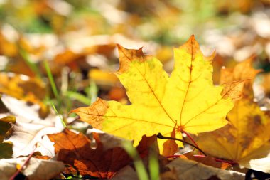 akçaağaç yaprakları park, yakın çekim