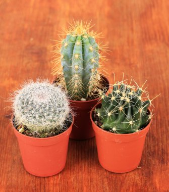 kaktüsler ahşap zemin üzerinde toplanması