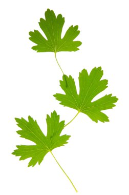 yeşil yapraklar beyaz üzerinde izole