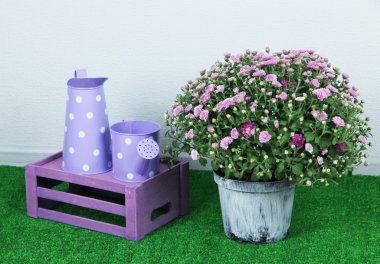 Krizantem bush üzerinde gri arka plan üzerinde çim sulama kutular ile tencerede