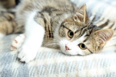 ekose yakın çekim kedi