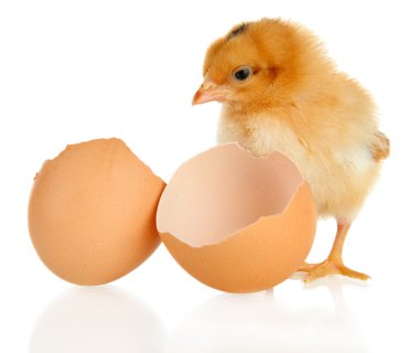 yumurta kabuğu üzerinde beyaz izole küçük tavuk