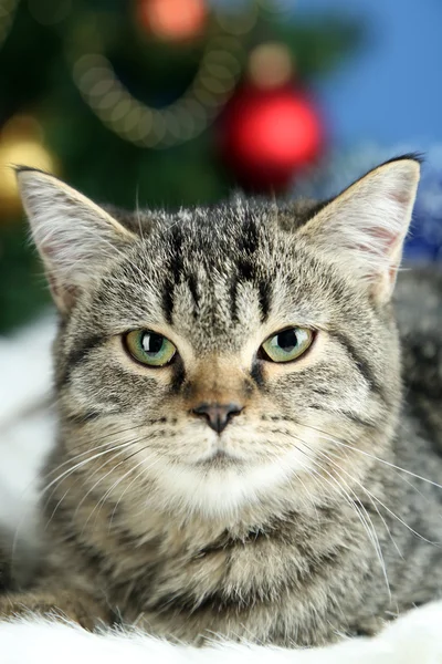 クリスマス ツリーの背景に格子縞の上の猫 — ストック写真