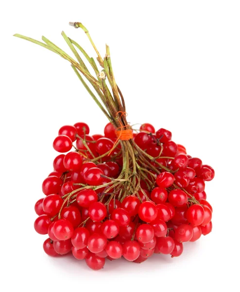 Rote Beeren von Viburnum isoliert auf weiß — Stockfoto