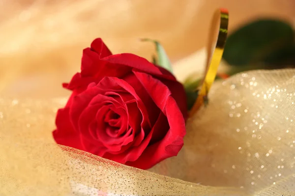 Hermosa rosa sobre fondo de tela de color — Foto de Stock