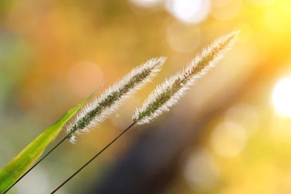 Autumnal background — Stock Photo, Image