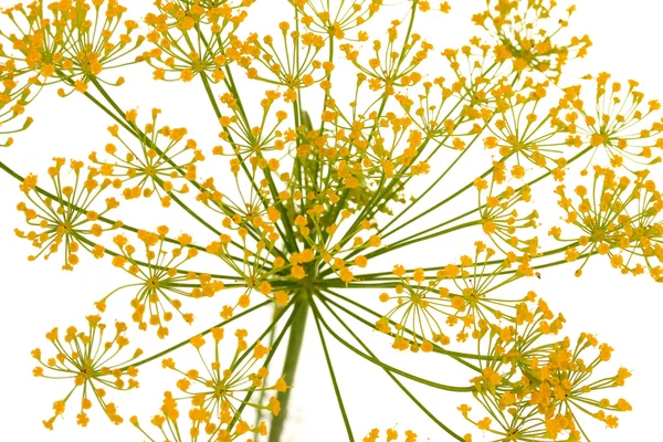 Dill flower isolated on white — Stock Photo, Image