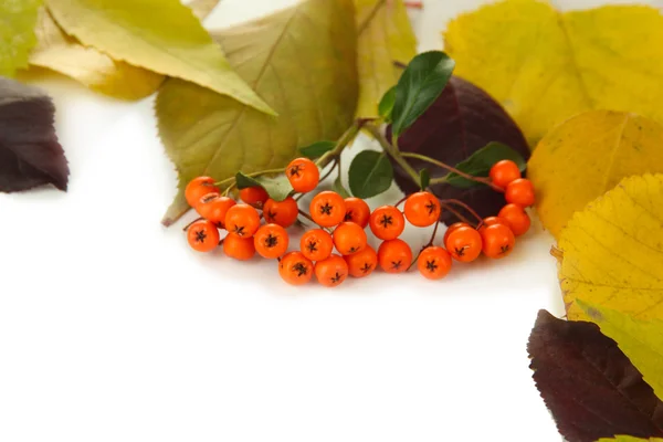 Beautiful autumn leaves with berries isolated on white — Stock Photo, Image