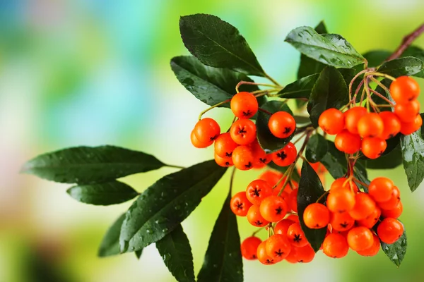 Pyracantha Firethorn bagas de laranja com folhas verdes, no fundo brilhante — Fotografia de Stock