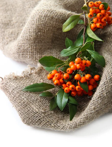 Pyracantha Firethorn orange berries with green leaves, on sackcloth, isolated on white — Stock Photo, Image