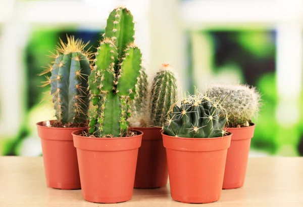 Collectie van cactussen, op vensterbank — Stockfoto