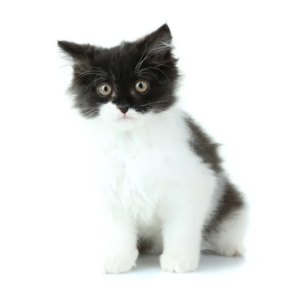 Little cute kitten, isolated on white — Stock Photo, Image