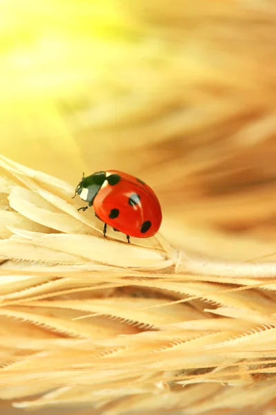 Beautiful ladybird on wheat ear, close up — Stock Photo, Image