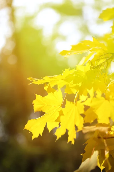 Herbstlicher Hintergrund — Stockfoto