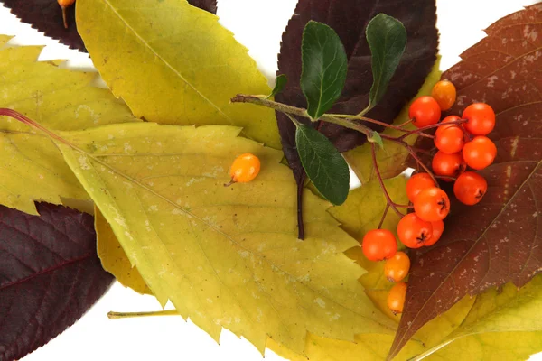 Красивые осенние листья с ягодами — стоковое фото