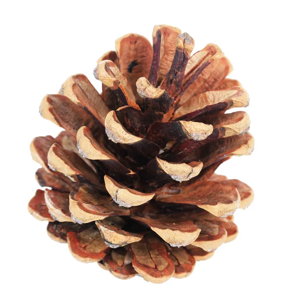 Beautiful pine cone isolated on white — Stock Photo, Image