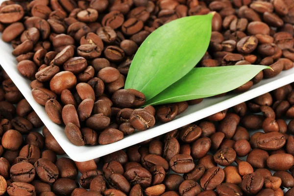 Coffee beans on plate close-up — Stock Photo, Image