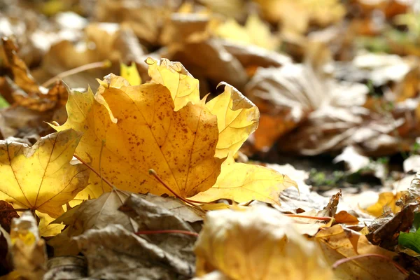 Клен листя в парку, крупним планом — стокове фото