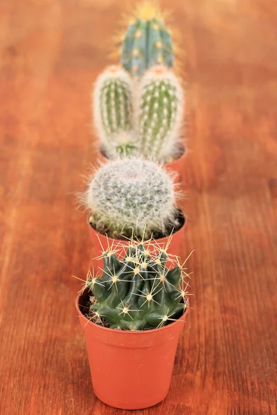 Colección de cactos sobre fondo de madera — Foto de Stock