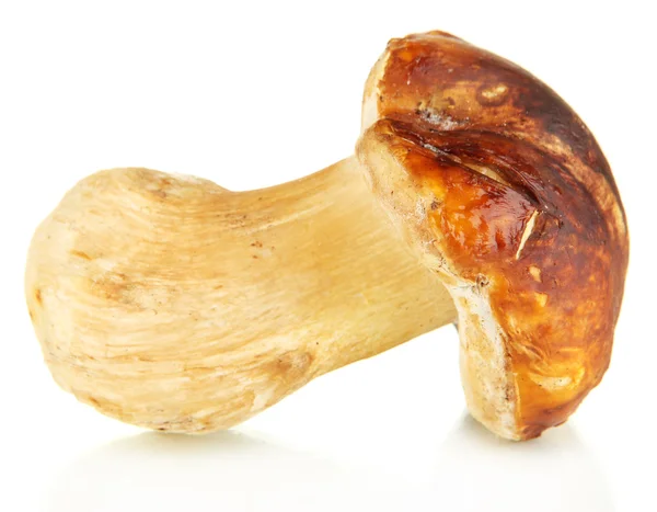 Свежий гриб изолирован на белом — стоковое фото