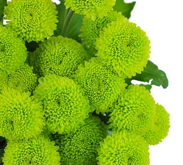 güzel yeşil krizantem üzerinde beyaz izole