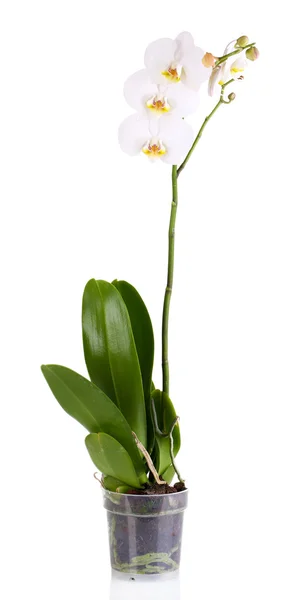 Orchidée douce belle isolé sur blanc — Photo
