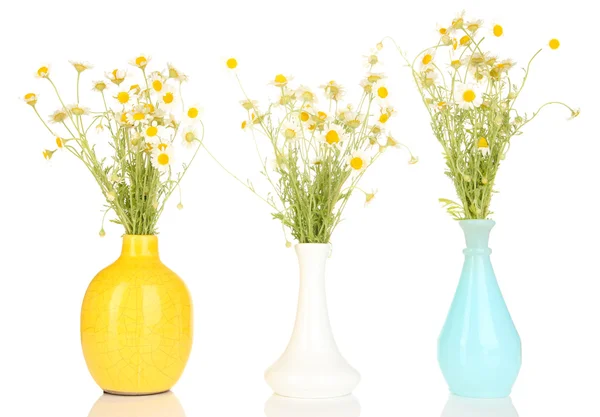 Petites camomilles dans un vase isolé sur blanc — Photo