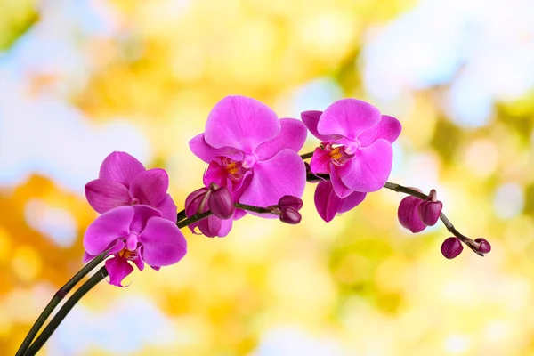 Orquídea bonita suave — Fotografia de Stock