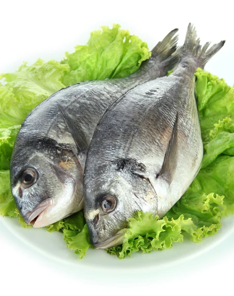 도 라도 물고기 흰색 절연 — 스톡 사진