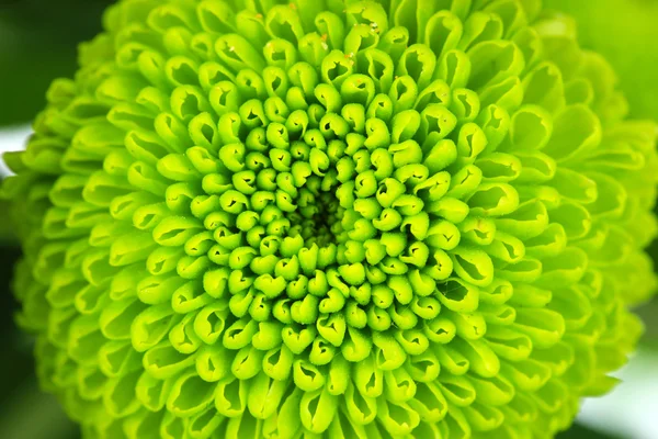 Piękny zielony chryzantemy zbliżenie — Zdjęcie stockowe