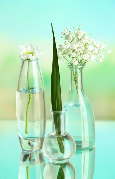 Roślin w różnych pojemnikach szklanych na naturalne tło — Zdjęcie stockowe