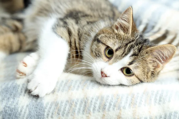 ekose yakın çekim kedi