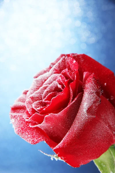 Red rose in snow — Stock Photo, Image