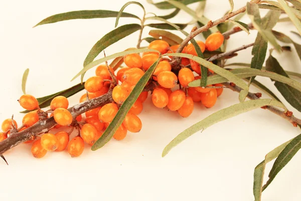 Branch of sea buckthorn isolated on white — Stock Photo, Image