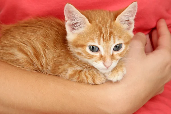Сонный маленький красный котенок в руках — стоковое фото