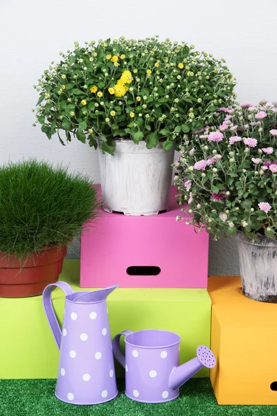 Flowers in pots with boxes and watering cans — Stock Photo, Image