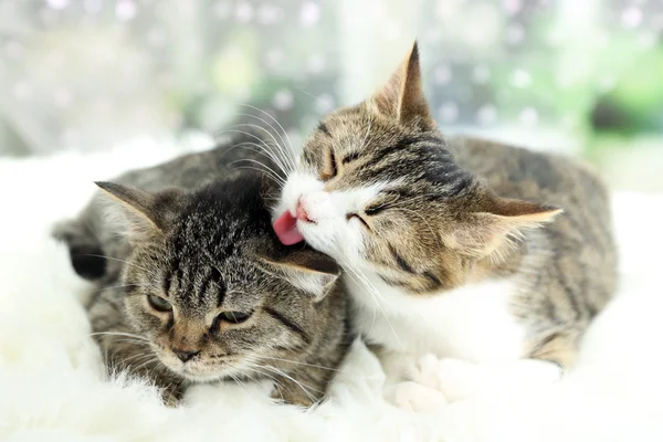 Two cats on plaid — Stock Photo, Image