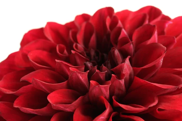 Fiore di Dahlia — Foto Stock