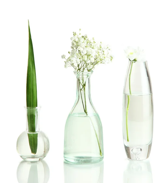 Roślin w różnych pojemnikach szklanych — Zdjęcie stockowe