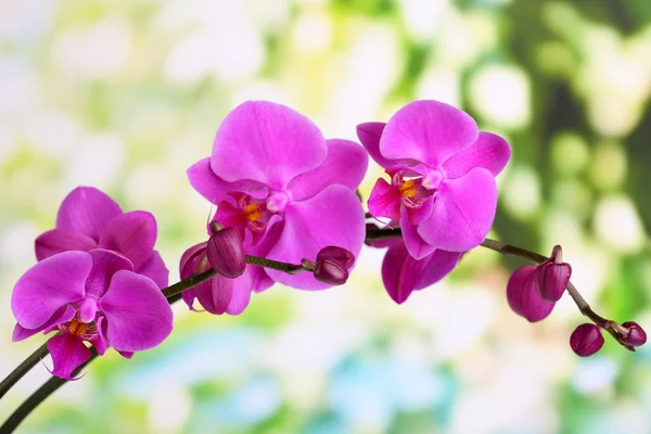 Bella orchidea gentile — Foto Stock